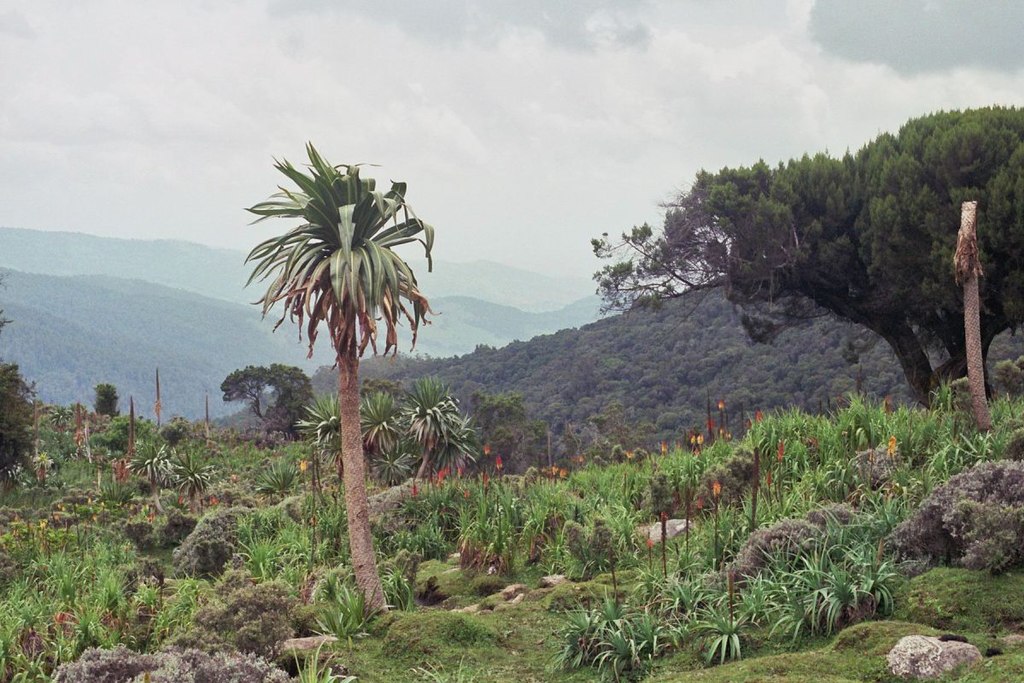 Harar, Awash & Bale Mountains